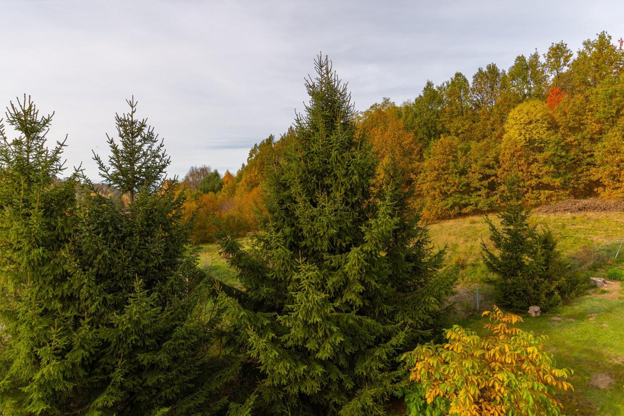 Karkonoszek 10 * Jelenia Gora